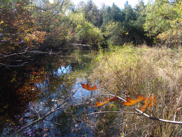 The same pool photographed 26 years later in 2004.  Vegetation was allowed to grow up around the perimeter, which now provides shade to the pool. Credit: Betsy Leppo